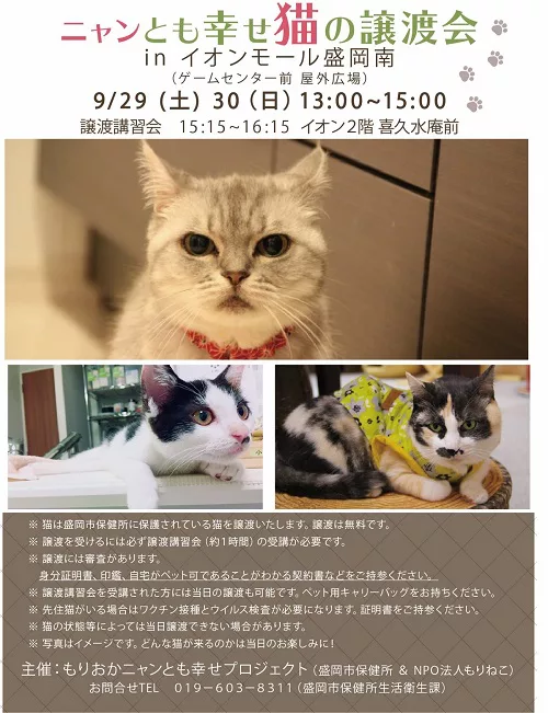イオンモール盛岡南でニャンとも幸せ猫の譲渡会 にゃんこマガジン