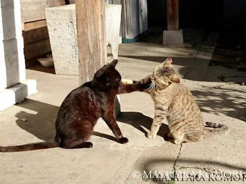 猫パンチが炸裂 にゃんこプロレスを撮るには 小森正孝のスマホで猫