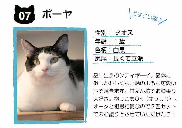 里親募集中の猫メン大集合！『写真de里親会』 - にゃんこマガジン