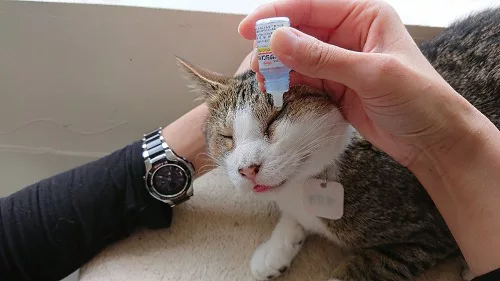 コツは猫にバレないこと 点眼薬のつけかた にゃんこマガジン