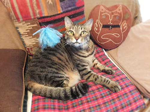 脳トレワイニャーアートのススメ−猫と暮らし、猫を創る。 - にゃんこ 