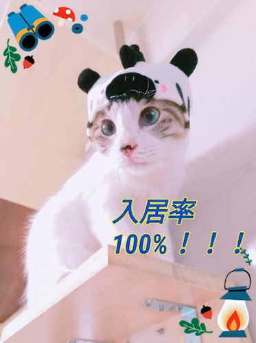 快適ネコミュニティ!絆を大事にする猫アパート・まやちぐら