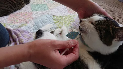 猫さんのお墨付き 正しいシロップ剤の飲ませ方 にゃんこマガジン