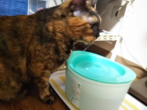 遠き虹3 サビ猫「好（すー）」の闘病記−猫共生賃貸feles - にゃんこ 