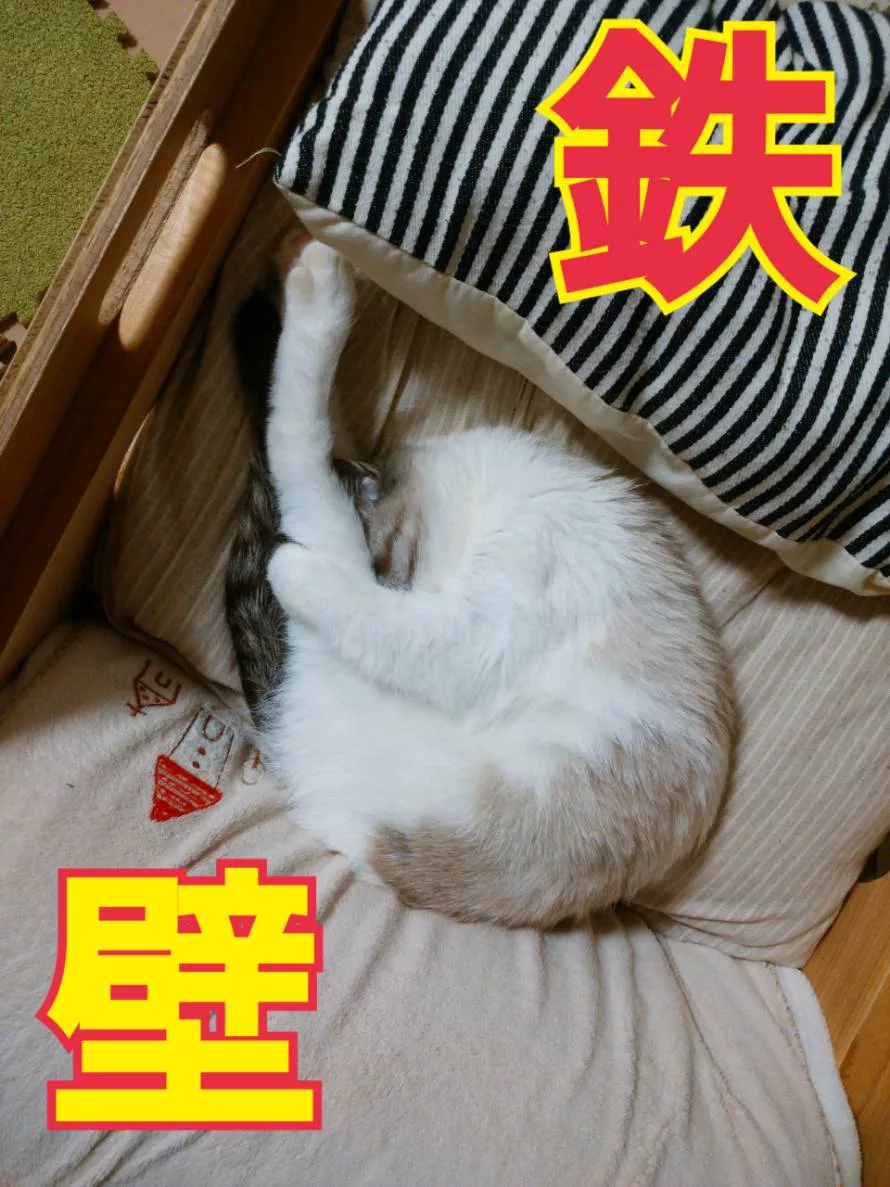 終わらない夏?−沖縄の猫アパート・まやちぐら - にゃんこマガジン