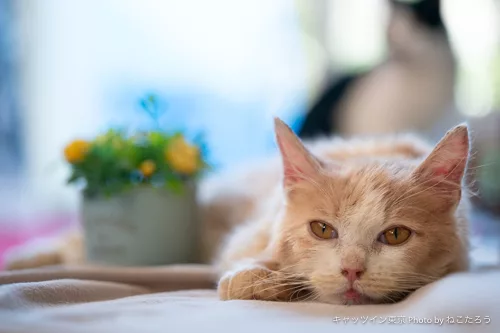 保護猫カフェにいる純血種はどこからやって来たか にゃんこマガジン