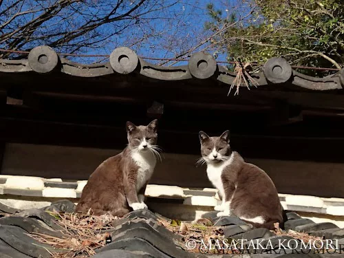 屋根の上にも猫はいる 小森正孝のスマホで猫写真 にゃんこマガジン