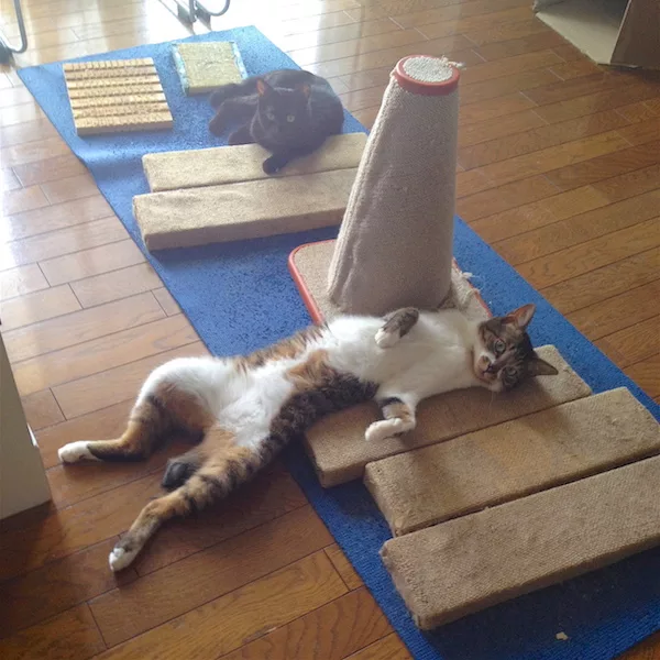猫の爪とぎ対策はどうすれば良い 月刊 猫部屋をつくる 04 にゃんこマガジン