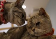 猫カフェの経営目的と動物愛護に関する倫理観