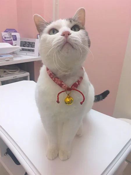 みか様　猫さんのごはん　動物病院用 猫オーナー必読！ 獣医師が教えてくれた 動物病院を上手に 活用する