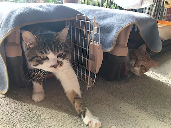 みか様　猫さんのごはん　動物病院用 猫オーナー必読！ 獣医師が教えてくれた 動物病院を上手に 活用する